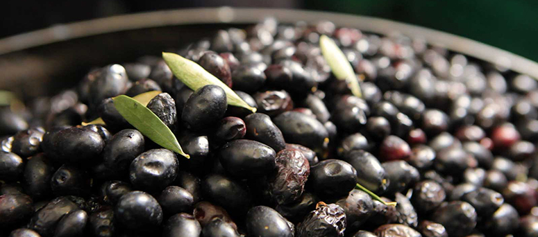 Can Det Olive Tasting and Tours